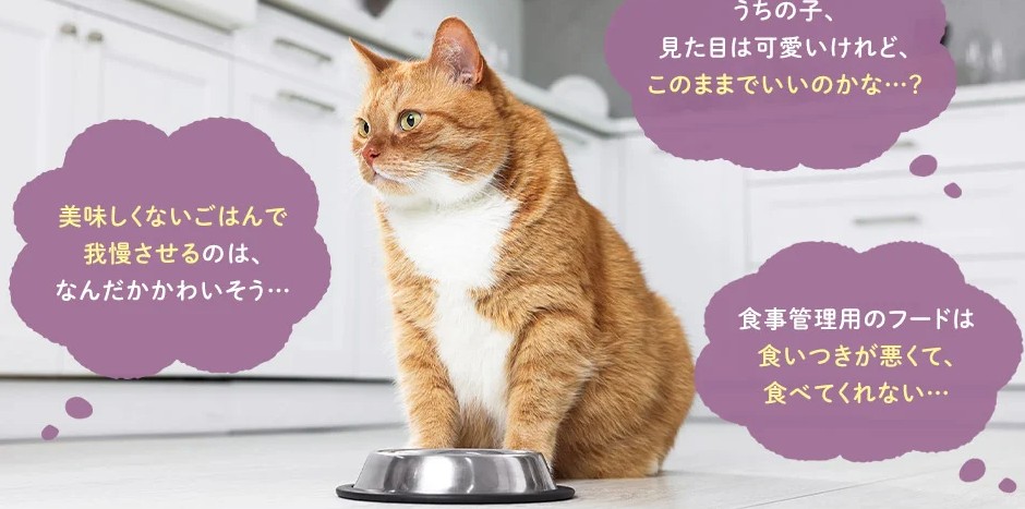 【実食レビュー】モグニャンライトを食べない?12歳の気まぐれ愛猫が夢中になった理由を徹底解説!