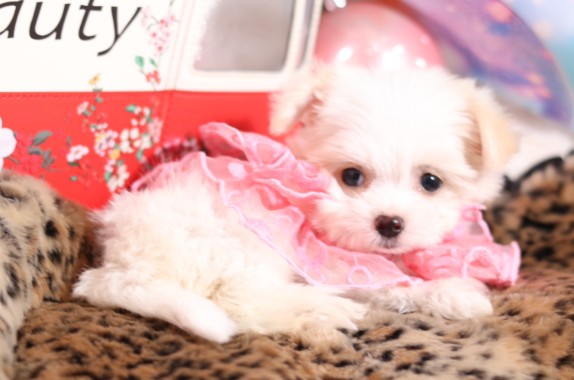 【CoCo de LuLu体験談】ペットショップで後悔した私が、最高のブリーダーに出会えた理由|安心の生涯サポート付