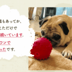 モグワンドッグフード徹底レビュー！食いつきと健康の秘密