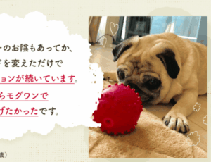 モグワンドッグフード徹底レビュー！食いつきと健康の秘密